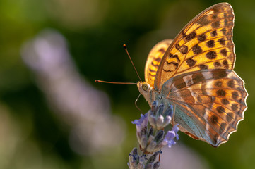 Papilio Argynnis paphia on lavender angustifolia, lavandula