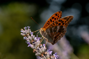 Papilio Argynnis paphia on lavender angustifolia, lavandula