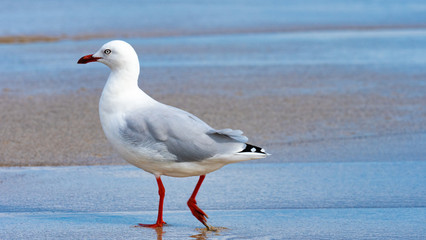 Seagull