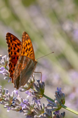 Papilio Argynnis paphia on lavender angustifolia, lavandula