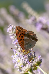 Papilio Argynnis paphia on lavender angustifolia, lavandula
