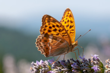 Papilio Argynnis paphia on lavender angustifolia, lavandula