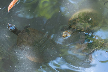 Wasserschildkröten schauen mit dem Kopf aus dem Wasser