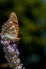 Papilio Argynnis paphia on lavender angustifolia, lavandula