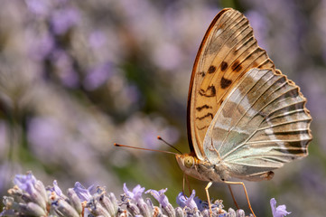 Papilio Argynnis paphia on lavender angustifolia, lavandula