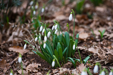  Snowdrop flowers in spring forest.