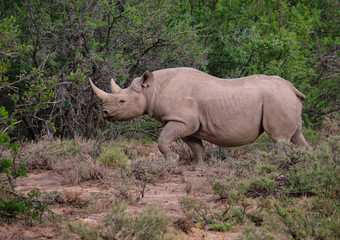 Obraz premium Lateral profile of a black rhinoceros (Diceros bicornis) in motion in dry arid landscape, with acacia bush background
