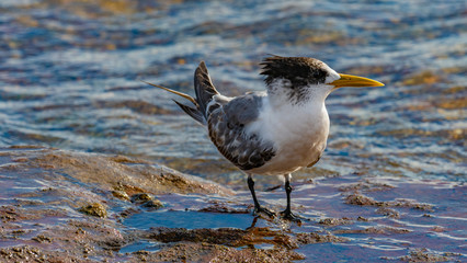 Seagull on a rock
