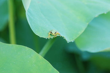 葉の上のカエル13
