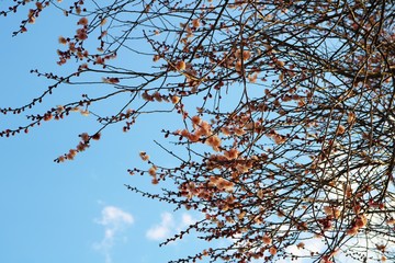 梅の花　青空　ピンク　栃木