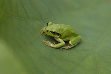 葉の上のカエル2