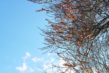 梅と空　風景　ピンク花　とちぎ