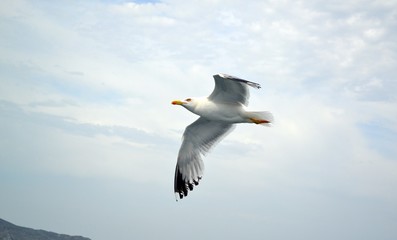 Flying seagull close up