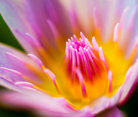 Fototapeta premium Abstract colored background close up. Macro.