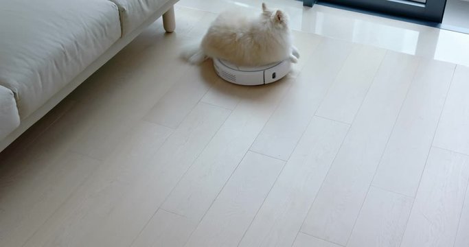 Pomeranian dog sit on the vacuum cleaner cross at home