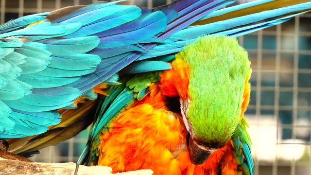 4K Colorful parrot  with bright plumage of blue, yellow, green and white color. Macaw close-up
