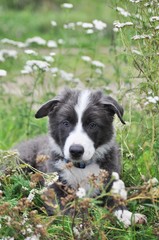 Little cute puppy on the lawn