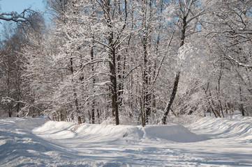 Obraz premium Winter landscape with a park