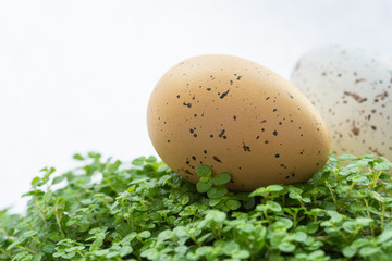 Jajka przepiórcze na zielonym podłożu i białym tle.