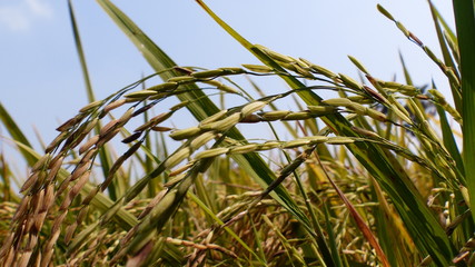 Rice grains ready to be harvested in the summer