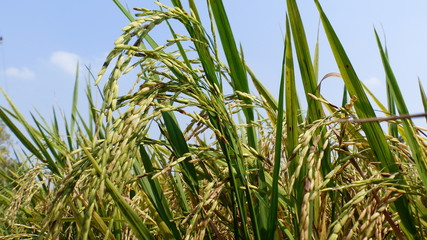 Naklejka premium Rice grains ready to be harvested in the summer