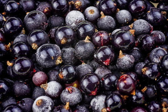 Frozen black currant berries