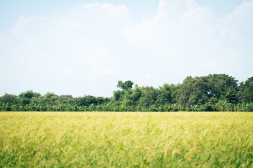 Rice field during bright noon. Agricultural landscape in the summer time in Thailand.