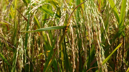 Rice grains ready to be harvested in the summer