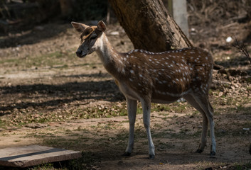 Spotted Deer at Bharatpur