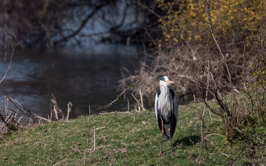 Grey Heron