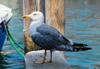 seagull on a marina