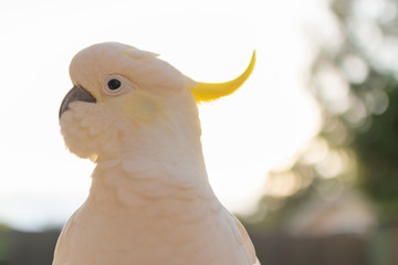 portrait of a cockatoo sunshine background