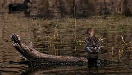 Migratory Duck at Bharatpur