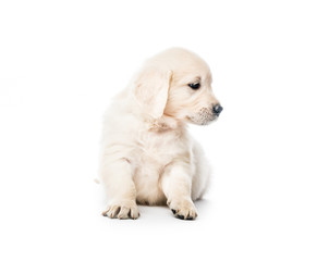 Obraz premium Golden retriever puppy sitting isolated