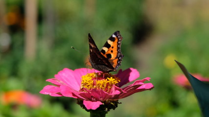Fototapeta na wymiar butterfly on flower