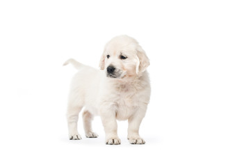 Golden retriever puppy standing isolated