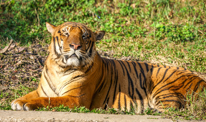 Royal Bengal Tiger, Roar
