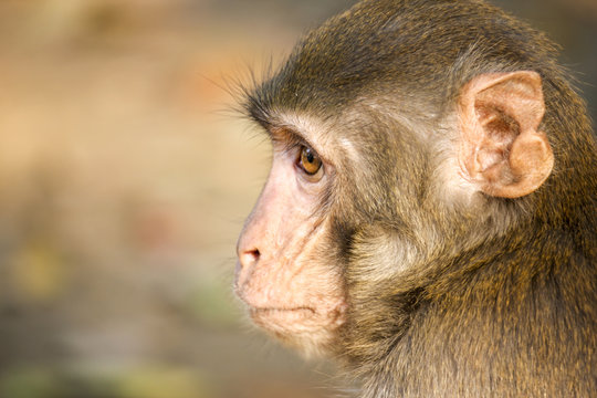 Head of A Monkey