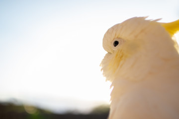 portrait of a cockatoo sun light through bird