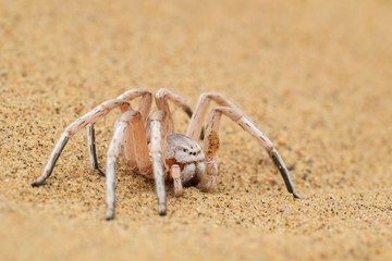 Wheel Spider - Carparachne aureoflava, beautiful white spider from Namib desert, Walvis Bay, Namibia.