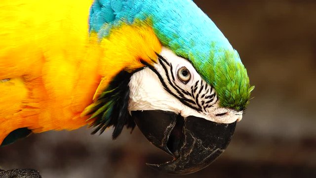 4K Colorful parrot  with bright plumage of blue, yellow, green and white color. Macaw close-up