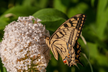 Butterfly on white Buddleja davidii