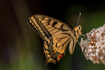 Butterfly on white Buddleja davidii