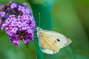 Butterfly onpurple Buddleja davidii