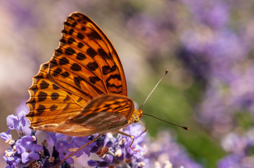 Papilio Argynnis paphia on lavender angustifolia, lavandula