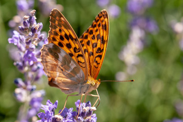 Obraz premium Papilio Argynnis paphia on lavender angustifolia, lavandula