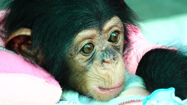 4K The eye baby portrait of a baby chimpanzee