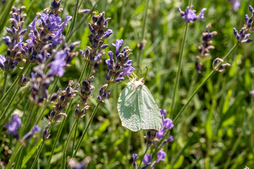 Butterfly on lavender angustifolia, lavandula