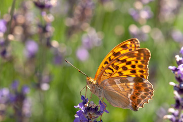 Papilio Argynnis paphia on lavender angustifolia, lavandula