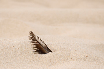 Chicken feathers on the sand